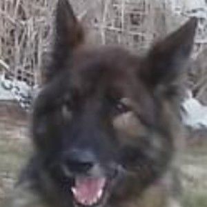 Meet your Posher, Carmen